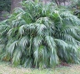 Nasiona Palma Kaskadowa Chamaedorea Cataractarum