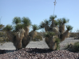 Nasiona Yucca Elata