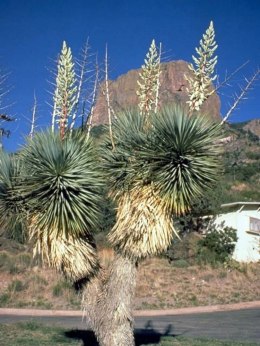 Nasiona Yucca Thompsoniana