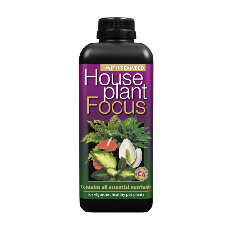 Houseplant focus 1l.jpg