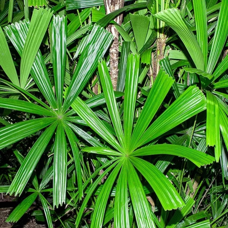 nasiona-palmy-bagiennej.jpg