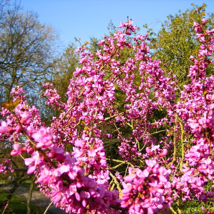nasiona-judaszowca-chinskiego-cercis-chinensis.jpg