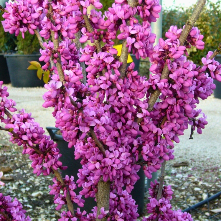 nasiona-judaszowca-chinskiego-cercis-chinensis (1).jpg