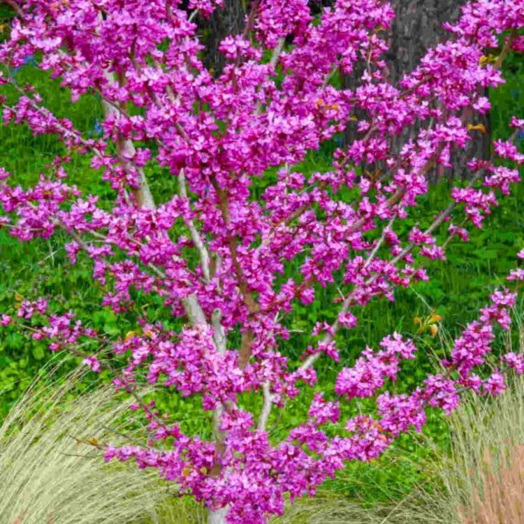 nasiona-judaszowca-chinskiego-cercis-chinensis (2).jpg