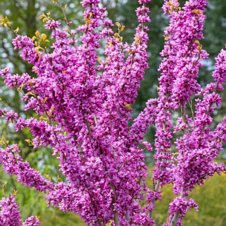 nasiona-judaszowca-chinskiego-cercis-chinensis (3).jpg