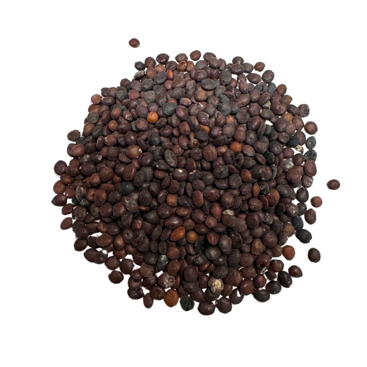 nasiona-judaszowca-chinskiego-cercis-chinensis (4).jpg