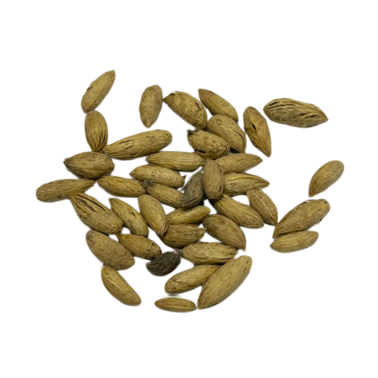 Nasiona-Palmy-Pembanskiej - Dypsis-Pembana (3).png