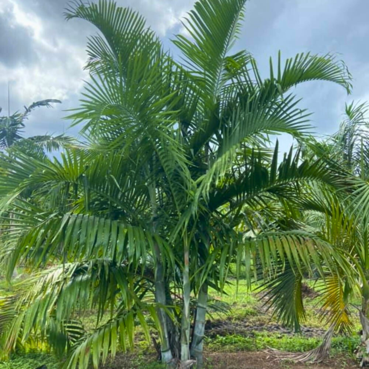 Nasiona-Palmy-Pembanskiej - Dypsis-Pembana (1).png