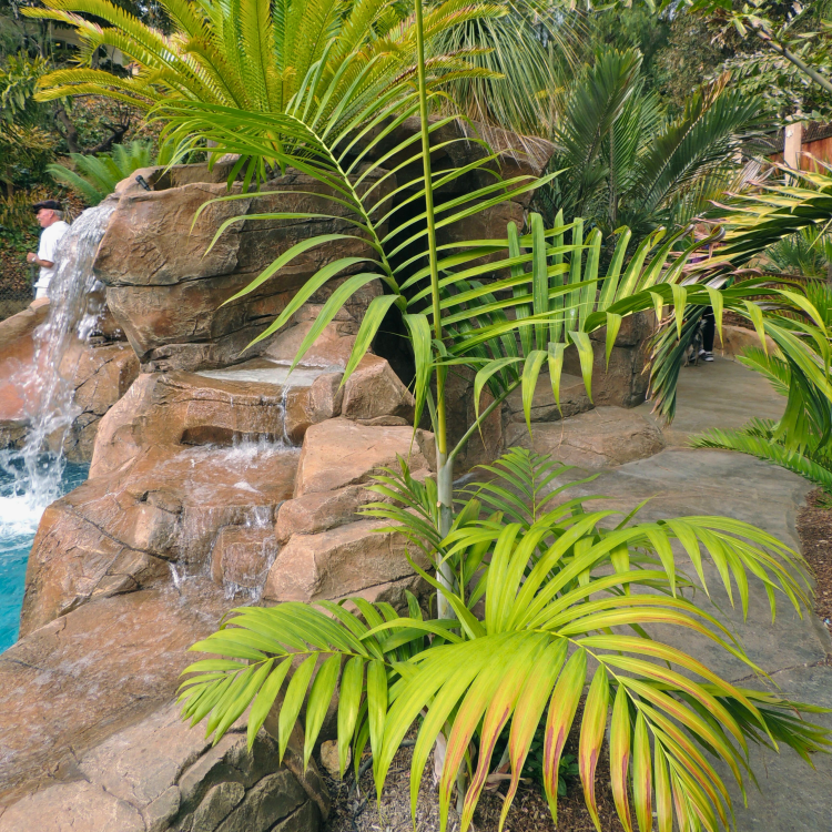 Nasiona-Palmy-Pembanskiej - Dypsis-Pembana.png