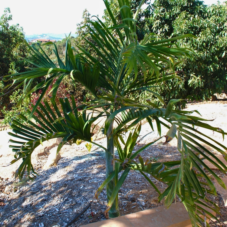 Nasiona-Palmy-Pembanskiej - Dypsis-Pembana.jpg