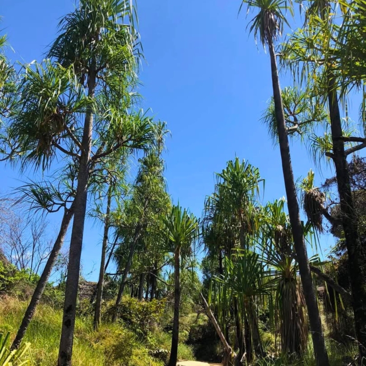 Nasiona-Pandana-Sosnowego-Pandanus-Pulcher (4).jpg