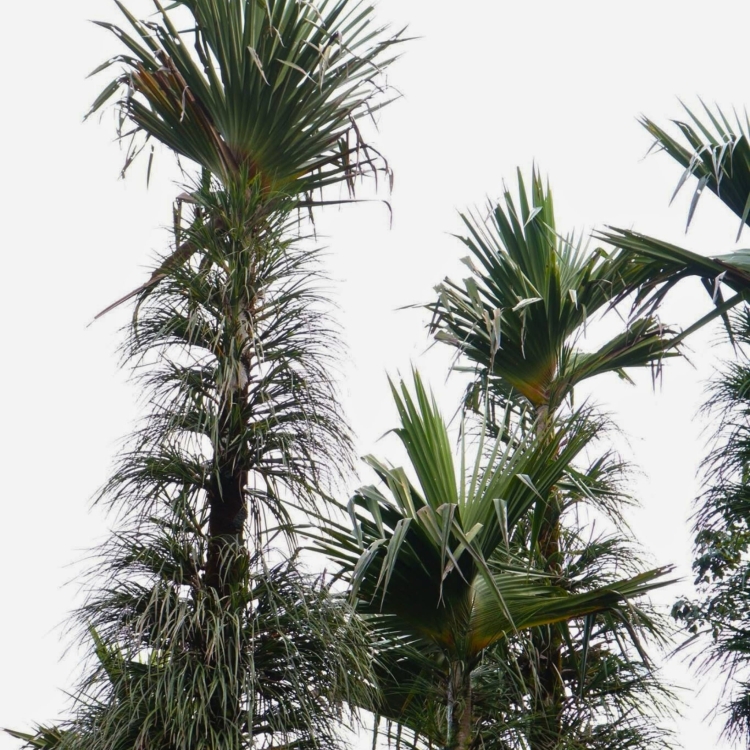 Nasiona-Pandana-Sosnowego-Pandanus-Pulcher (3).jpg