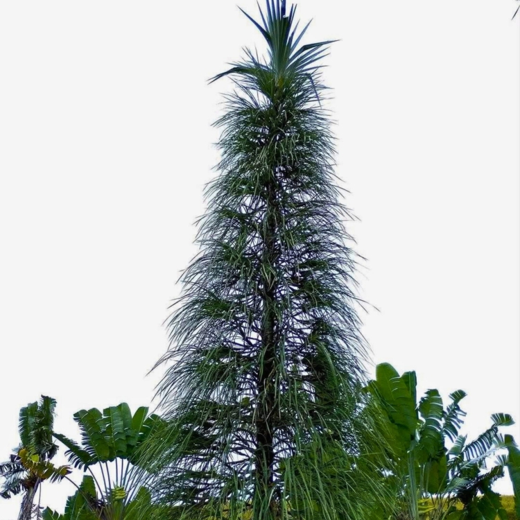 Nasiona-Pandana-Sosnowego-Pandanus-Pulcher (2).jpg