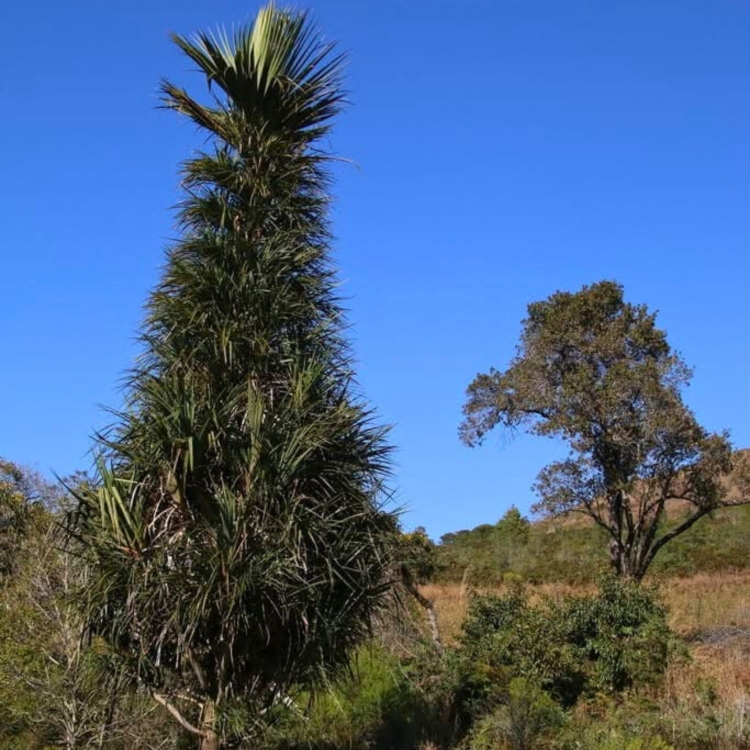 Nasiona-Pandana-Sosnowego-Pandanus-Pulcher (1).jpg