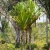 Nasiona-Pandana-Sosnowego-Pandanus-Pulcher.jpg