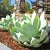 Nasiona-Agawy-Bialej-Agave-Mitis-Albidior (4).jpg