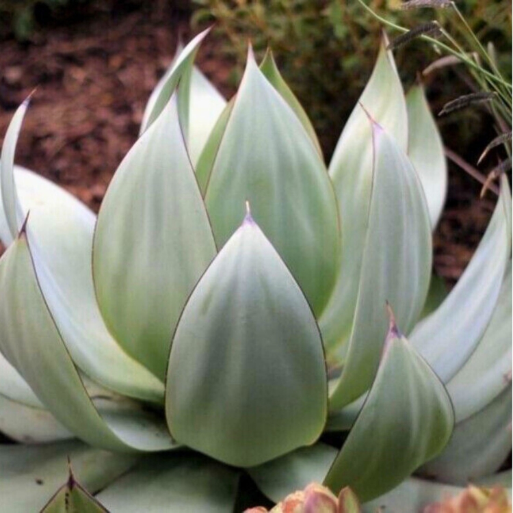 Nasiona-Agawy-Bialej-Agave-Mitis-Albidior (3).jpg