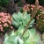 Nasiona-Agawy-Bialej-Agave-Mitis-Albidior (2).jpg
