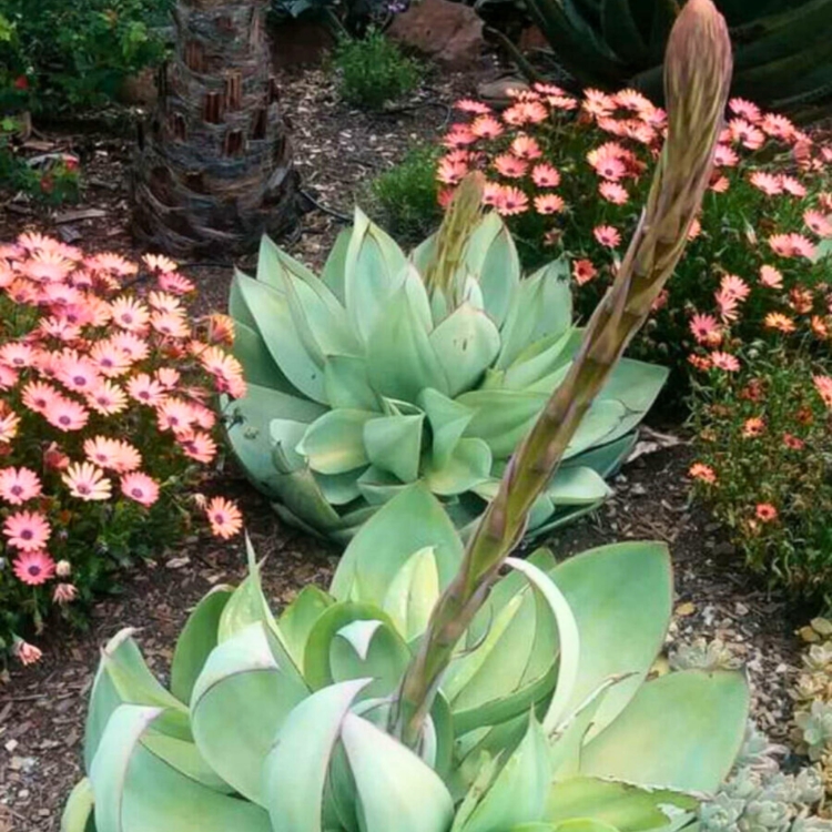 Nasiona-Agawy-Bialej-Agave-Mitis-Albidior (2).jpg
