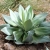 Nasiona-Agawy-Bialej-Agave-Mitis-Albidior (1).jpg