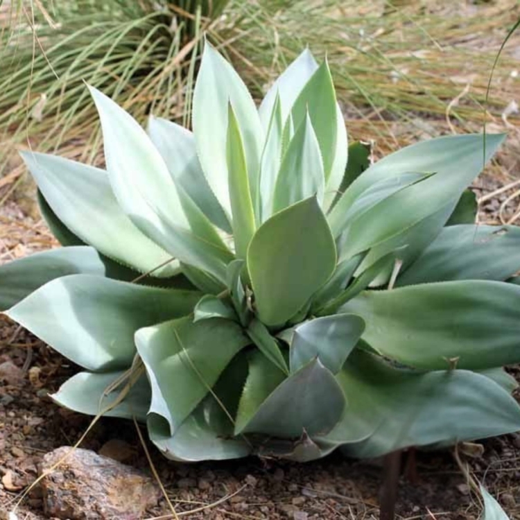 Nasiona-Agawy-Bialej-Agave-Mitis-Albidior (1).jpg