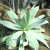 Nasiona-Agawy-Bialej-Agave-Mitis-Albidior.jpg