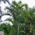 Nasiona-Palmy-Kabada-Dypsis-Cabadae (5).jpg