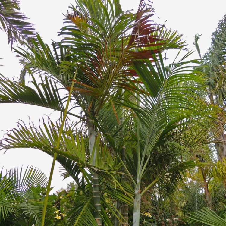 Nasiona-Palmy-Kabada-Dypsis-Cabadae (4).jpg