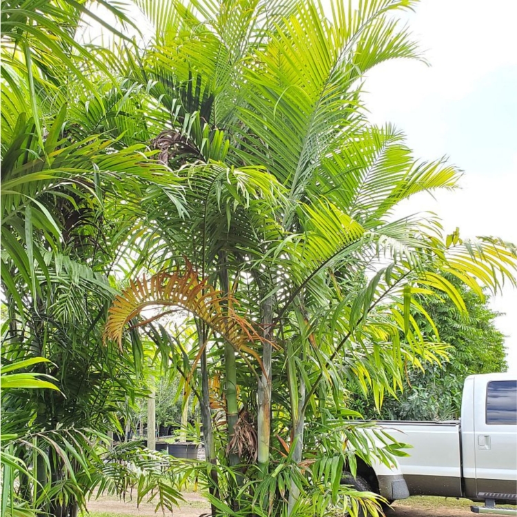 Nasiona-Palmy-Kabada-Dypsis-Cabadae (2).jpg
