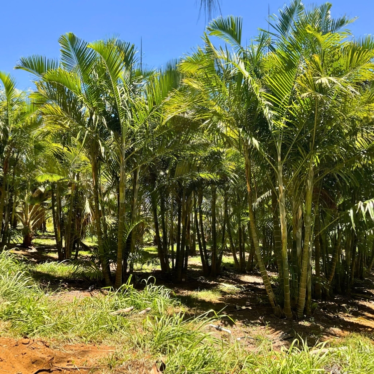 Nasiona-Palmy-Kabada-Dypsis-Cabadae (1).jpg