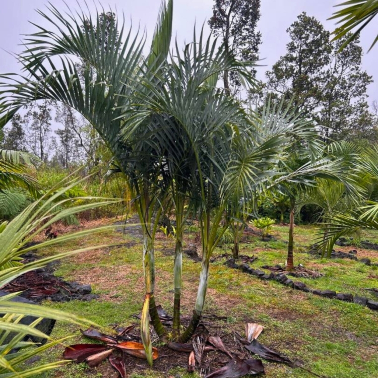 Nasiona-Palmy-Kabada-Dypsis-Cabadae.jpg