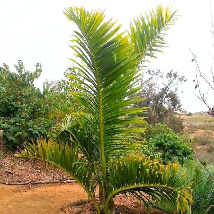 Nasiona-Palmy-tavilo-Dypsis-Prestoniana (5).jpg