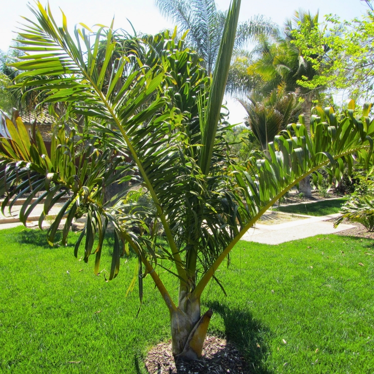 Nasiona-Palmy-tavilo-Dypsis-Prestoniana (4).jpg