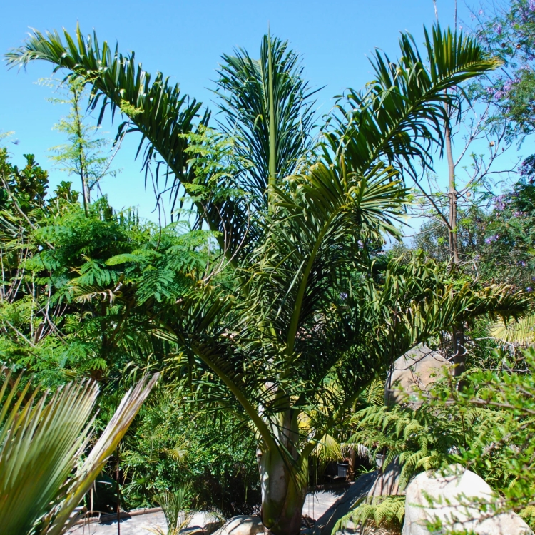 Nasiona-Palmy-tavilo-Dypsis-Prestoniana (3).jpg