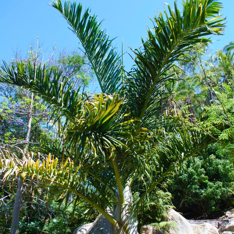 Nasiona-Palmy-tavilo-Dypsis-Prestoniana (2).jpg