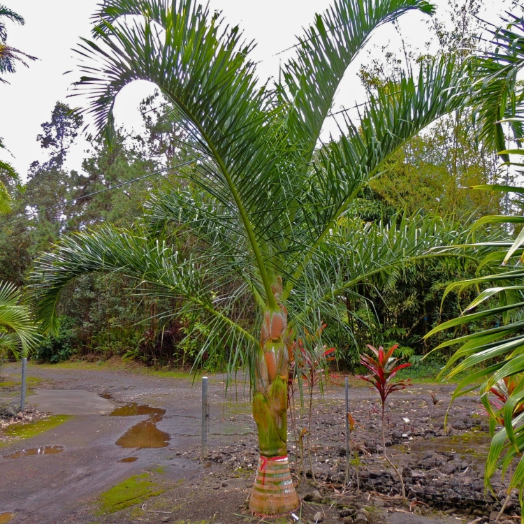 Nasiona-Palmy-tavilo-Dypsis-Prestoniana (1).jpg