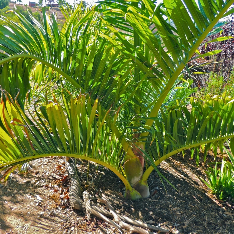 Nasiona-Palmy-tavilo-Dypsis-Prestoniana.jpg