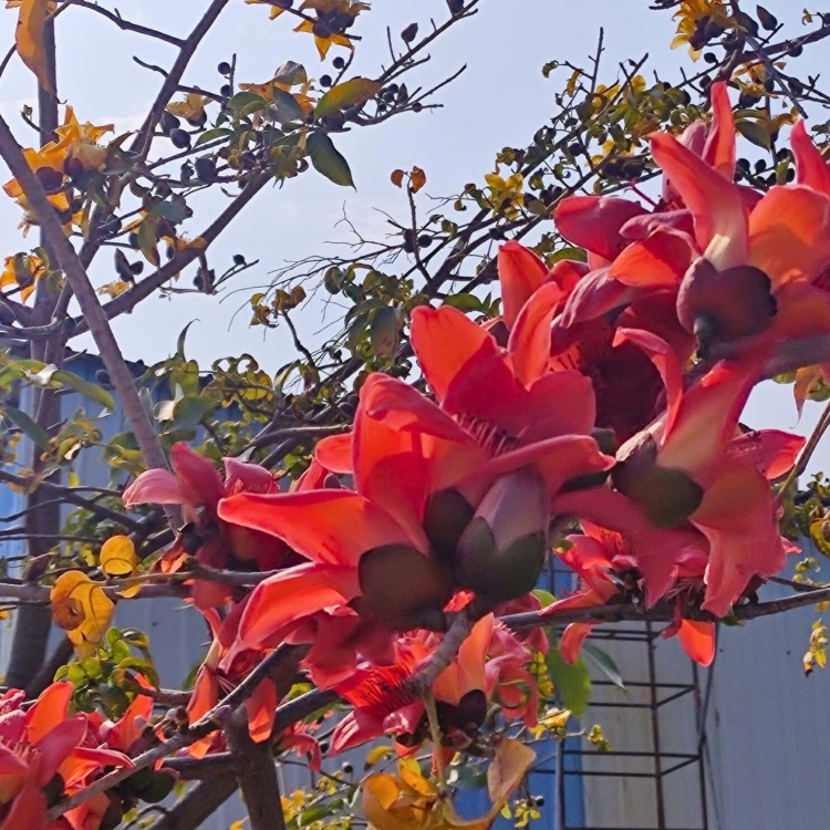 Nasiona-WelniakaAzjatyckiego-BombaxCeiba (4).jpg