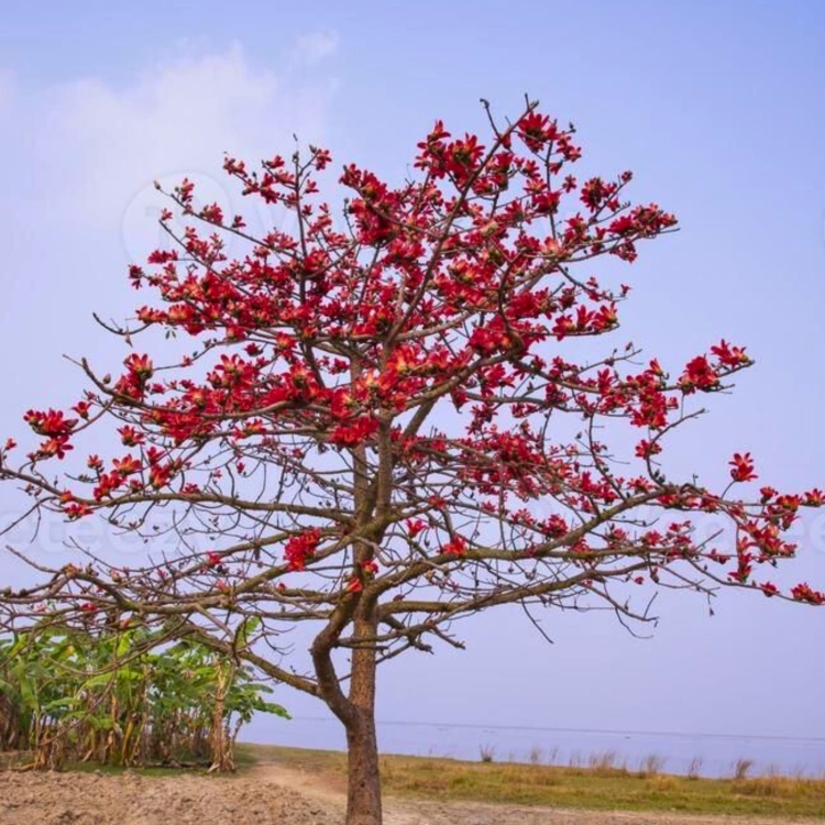 Nasiona-WelniakaAzjatyckiego-BombaxCeiba (2).jpg