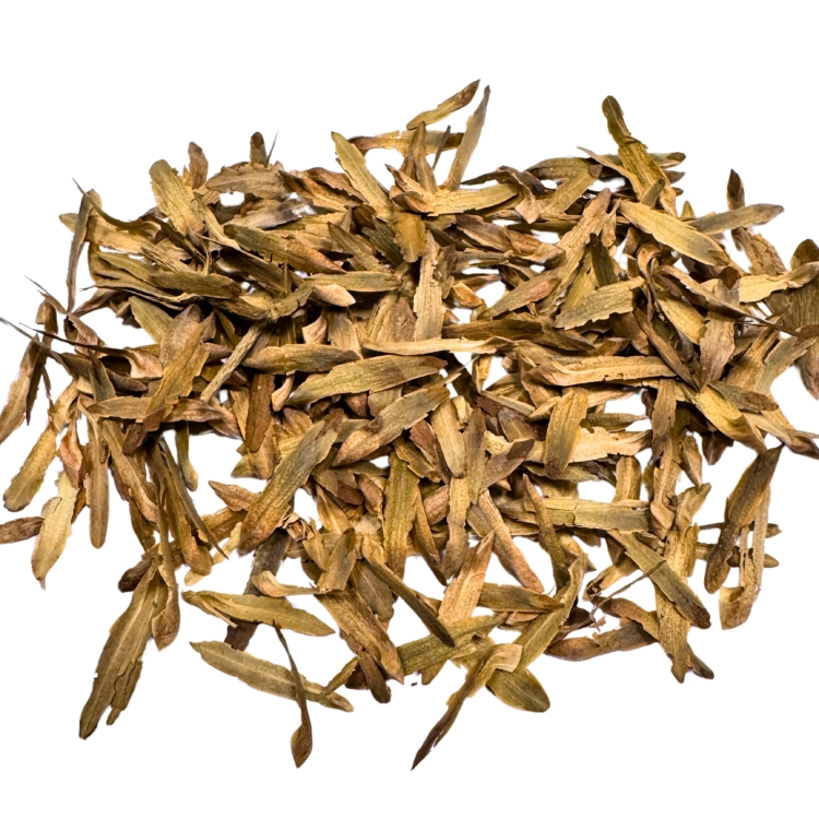 Nasiona-Tulipanowca-Chinskiego - Liriodendron-Chinense (6).jpg