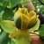 Nasiona-Tulipanowca-Chinskiego - Liriodendron-Chinense (5).jpg