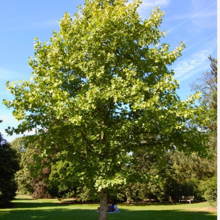 Nasiona-Tulipanowca-Chinskiego - Liriodendron-Chinense (4).jpg