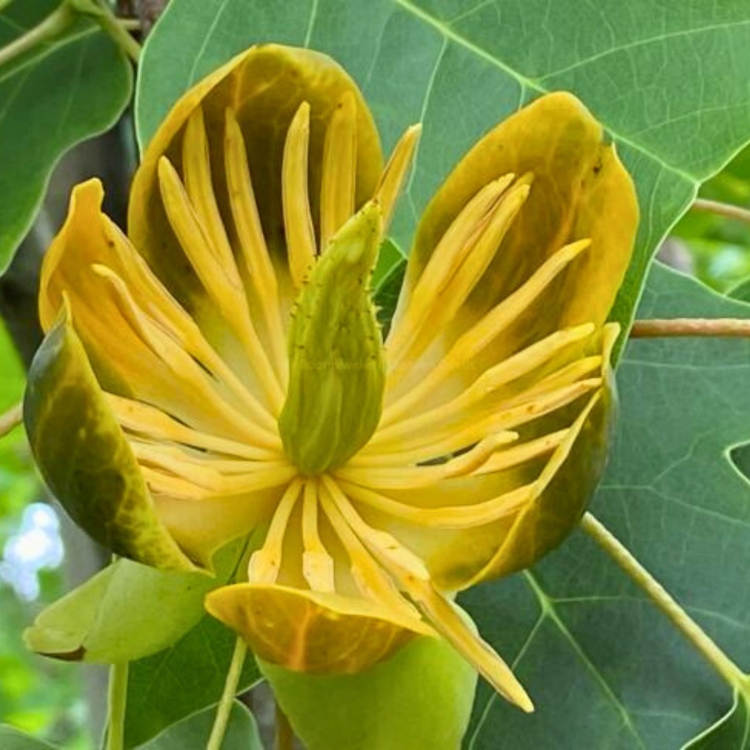 Nasiona-Tulipanowca-Chinskiego - Liriodendron-Chinense (3).jpg