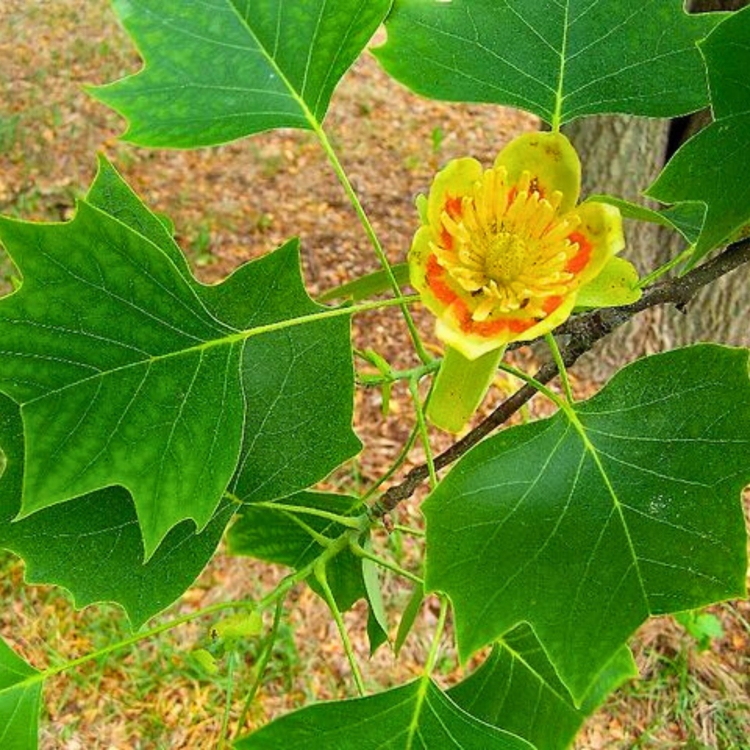 Nasiona-Tulipanowca-Chinskiego - Liriodendron-Chinense (2).jpg