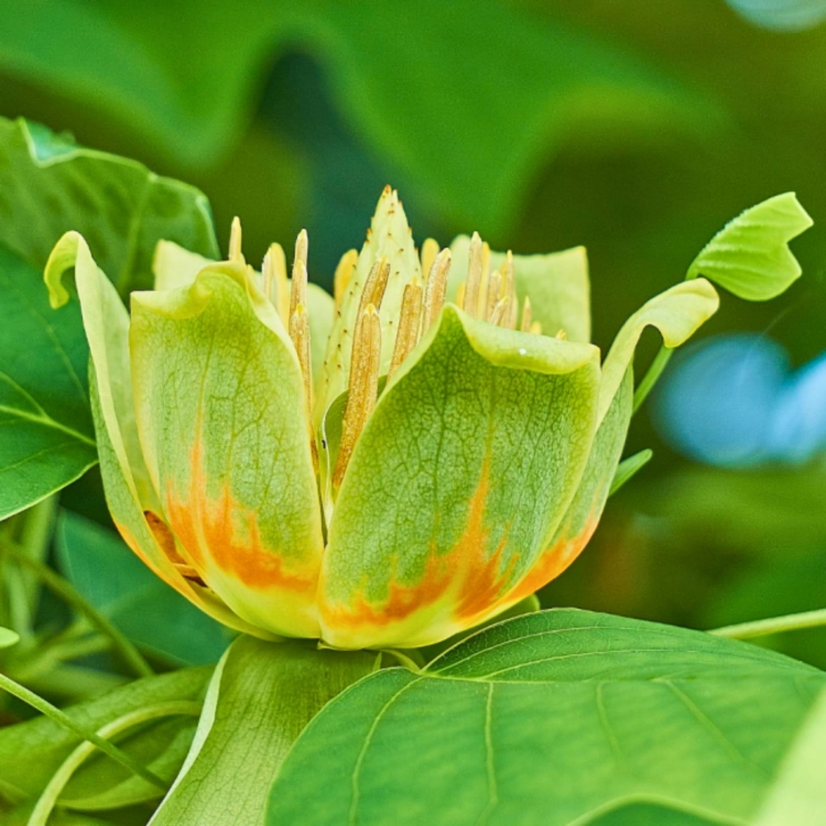 Nasiona-Tulipanowca-Chinskiego - Liriodendron-Chinense (1).jpg