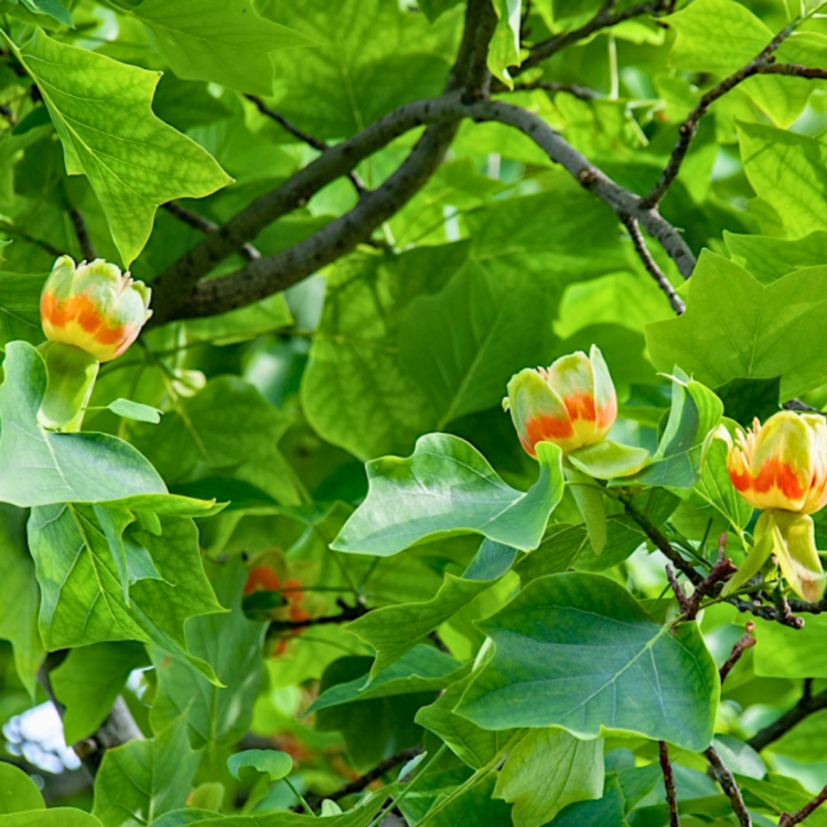Nasiona-Tulipanowca-Chinskiego - Liriodendron-Chinense.jpg