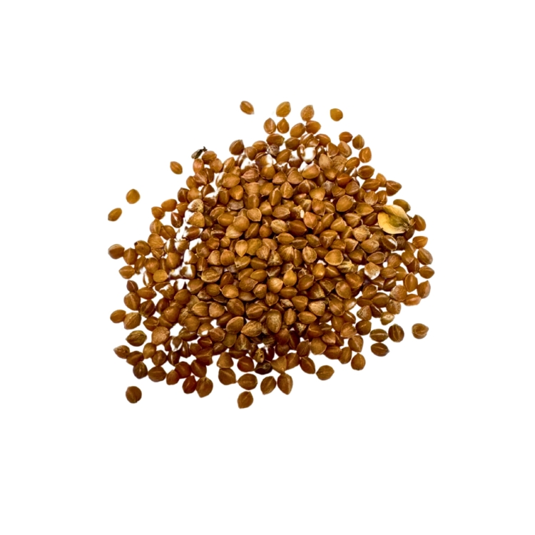 _Nasiona-Trawy-Drzewiastej-Czworokatnej-Dasylirion-Quadrangulatum (5).jpg