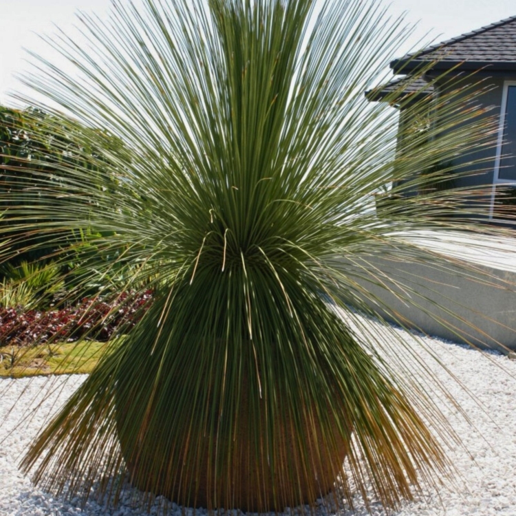 _Nasiona-Trawy-Drzewiastej-Czworokatnej-Dasylirion-Quadrangulatum (4).jpg