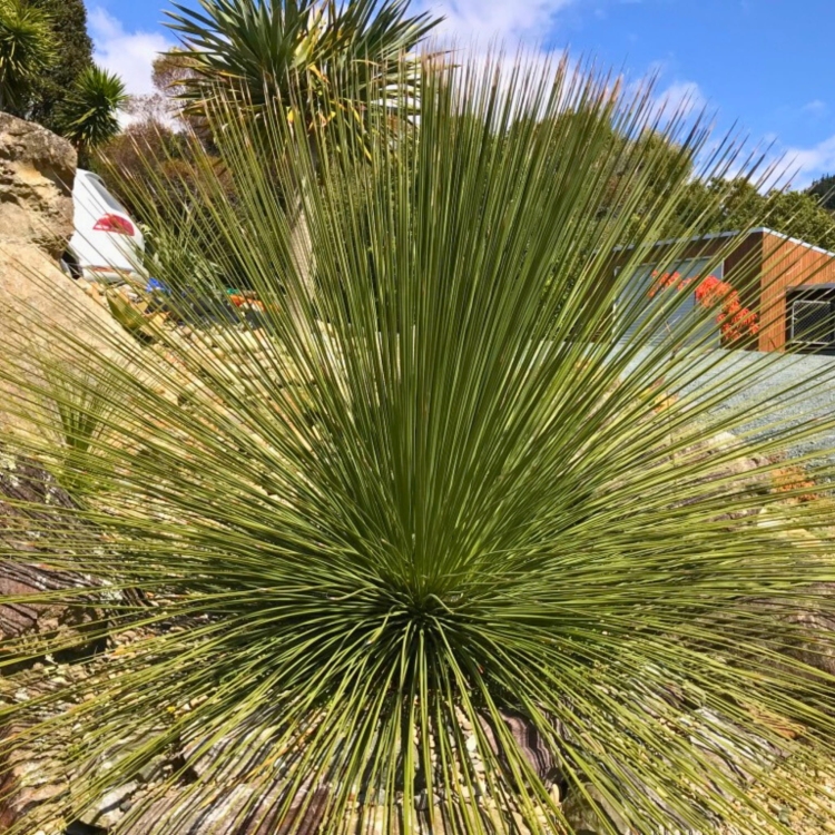 _Nasiona-Trawy-Drzewiastej-Czworokatnej-Dasylirion-Quadrangulatum (3).jpg