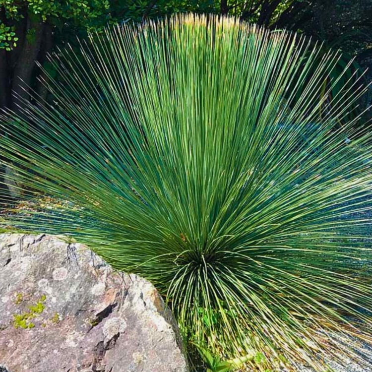 _Nasiona-Trawy-Drzewiastej-Czworokatnej-Dasylirion-Quadrangulatum (1).jpg